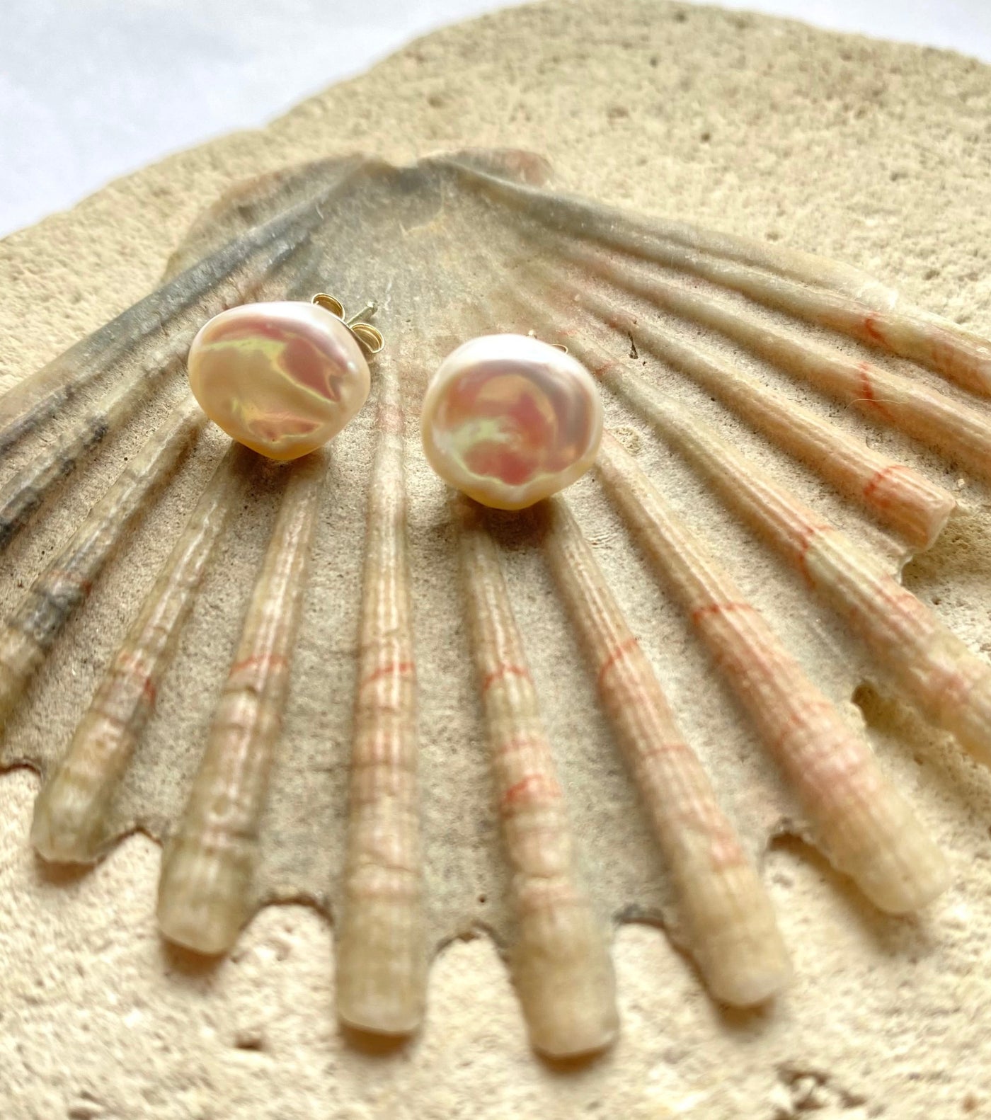 Pair of pearl earrings on a large shell with a white background