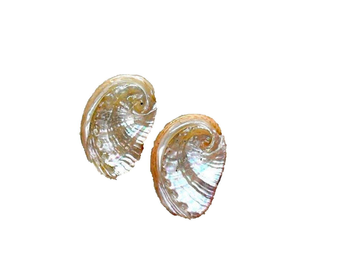 Pair of abalone ormer shell earrings on a white background
