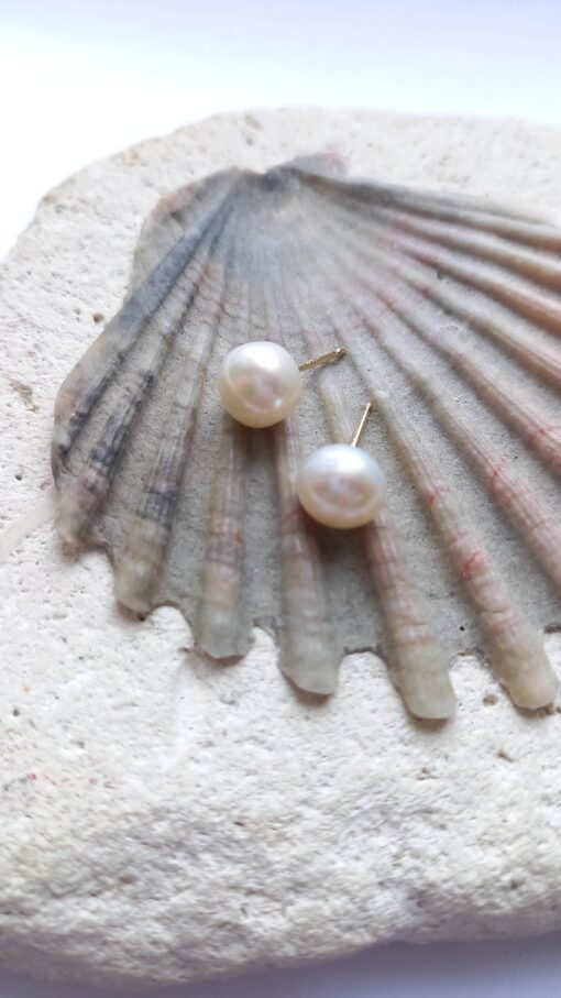 Pretty round off white pearls with gold posts lying on a scallop shell